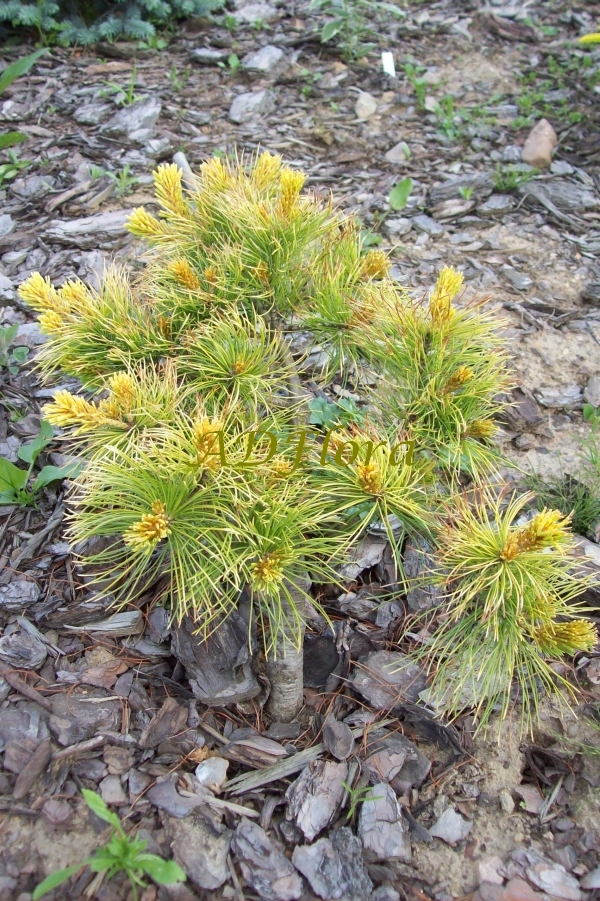 Pinus parviflora Dr. Landis