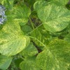 Syringa vulgaris Aucubaefolia leaves