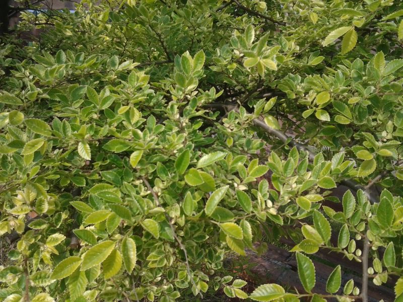Ulmus parvifolia Geisha_1