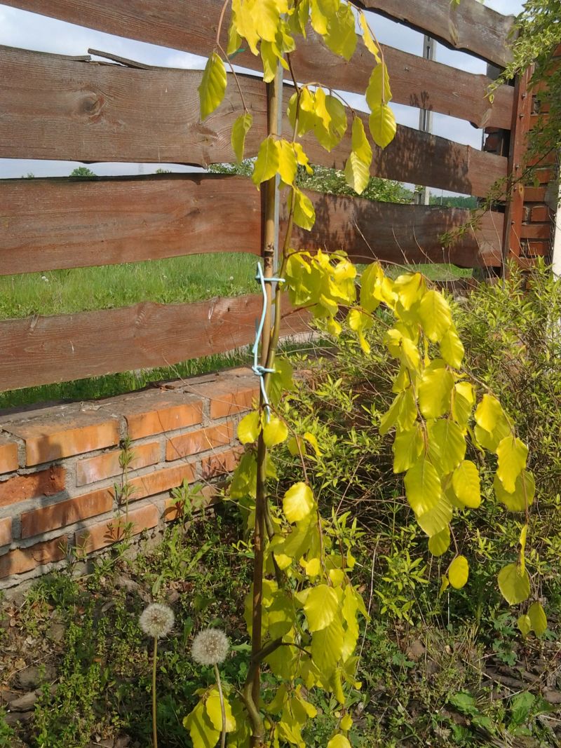 hängende kaktus pflanze Hängender Korallenkaktus Rhipsalis Ramulosa – Green Me Up main image 0